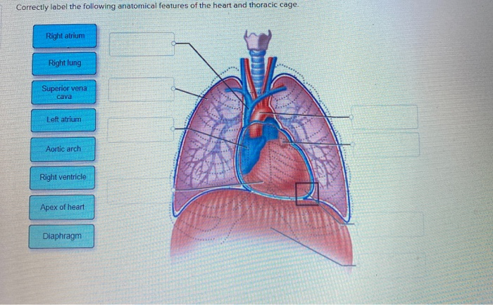 Correctly label the following anatomical features of the thoracic cavity