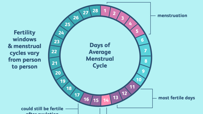 The human menstrual cycle lab 31 answer key