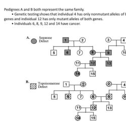 Practice pedigree charts answer key